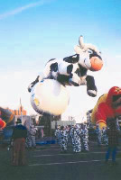 smlcow.jpg (8736 Byte)